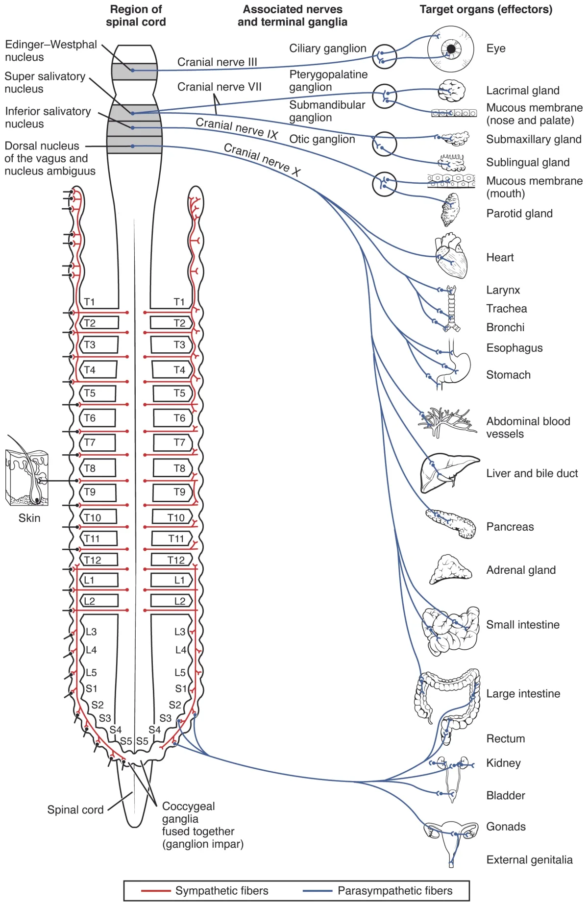 Diagram showing the parasympathetic division with long preganglionic neurons from cranial nerves and sacral spinal cord, synapsing at ganglia near or within target organs
