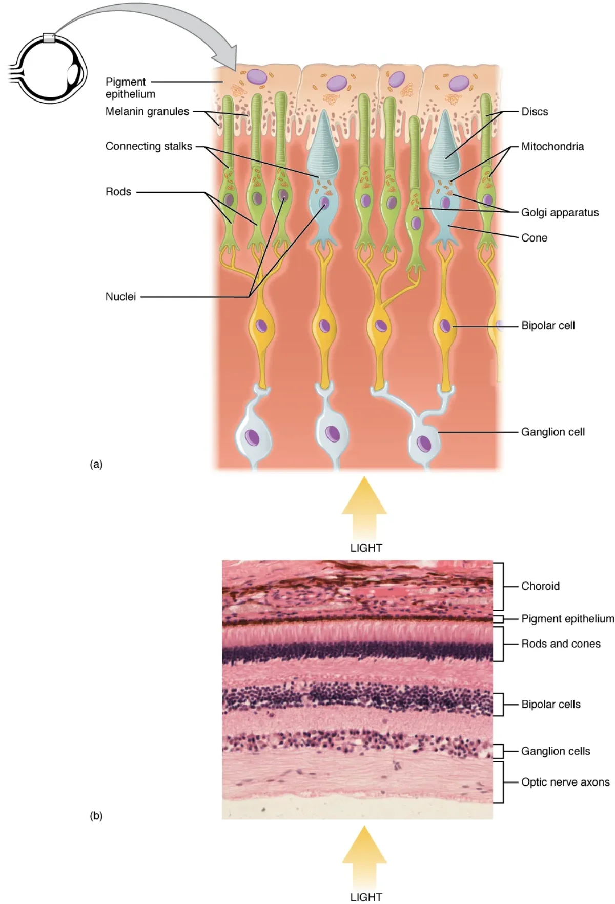 Comparison of rod and cone photoreceptor cells showing their structural differences and arrangement in the retina