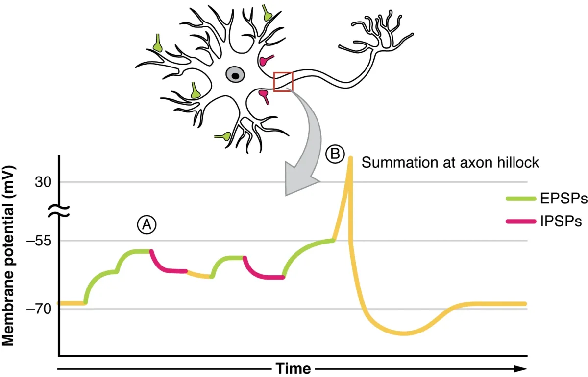Diagram illustrating temporal summation from rapid firing of one presynaptic neuron and spatial summation from simultaneous firing of multiple presynaptic neurons
