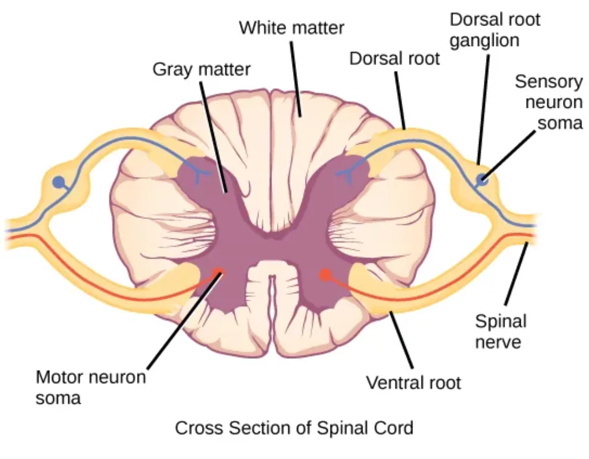 Diagram of a spinal reflex arc showing the pathway from receptor through sensory neuron, integration center in the spinal cord, motor neuron, to the effector muscle