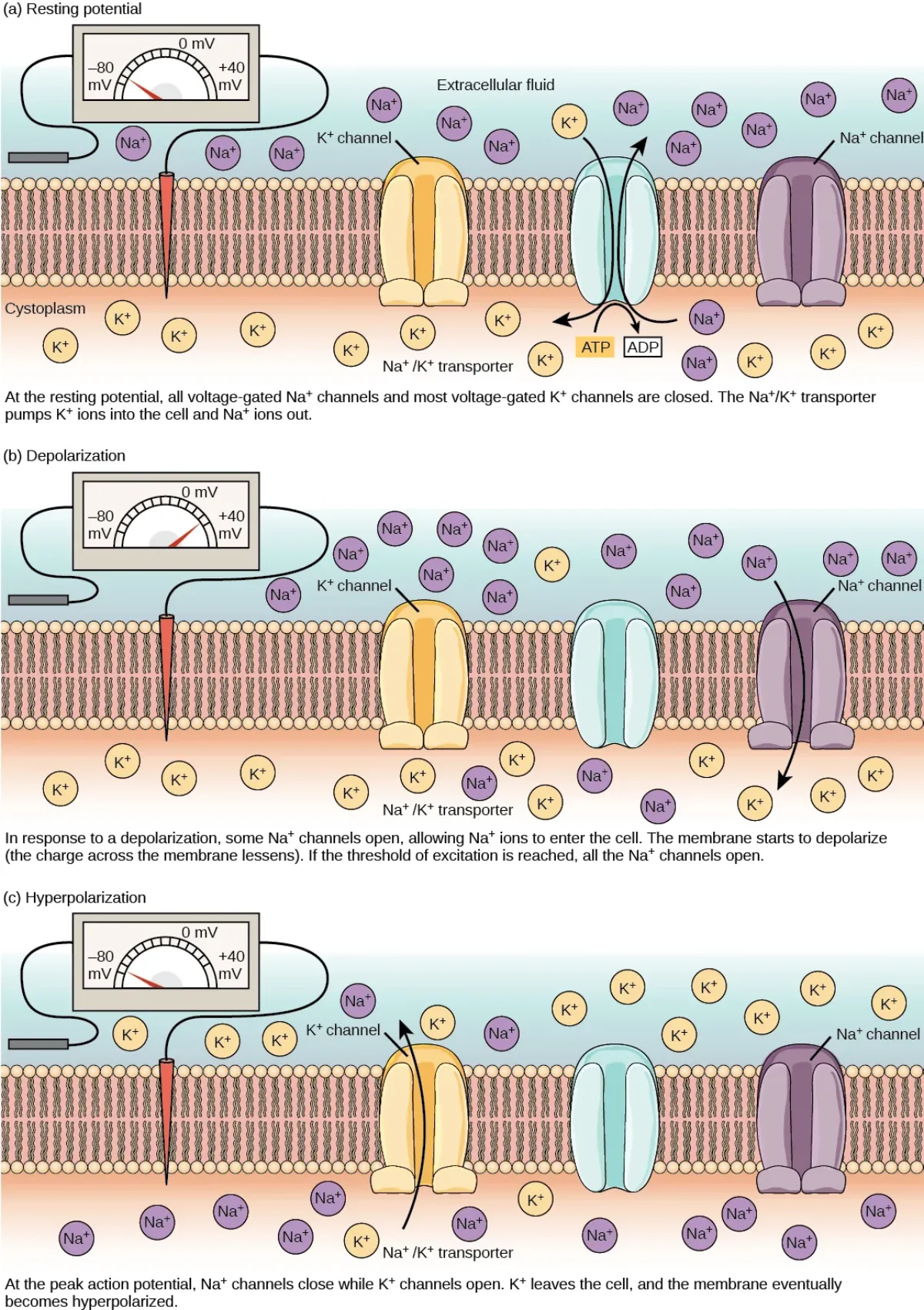 Diagram showing the resting membrane potential with ion concentrations on each side of the neuronal membrane, K+ leak channels, and the Na+/K+ ATPase pump