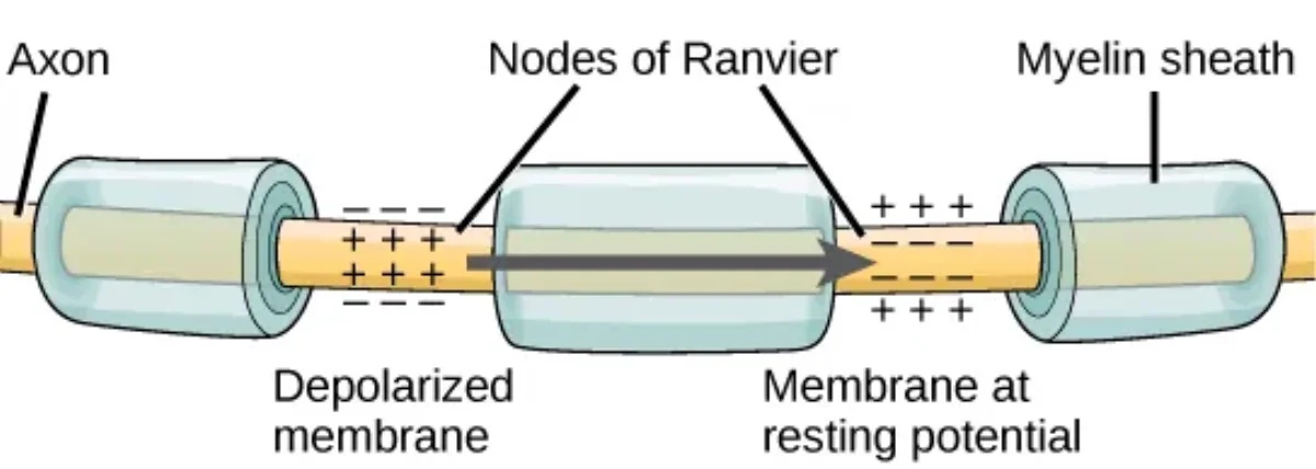 Diagram comparing continuous conduction along an unmyelinated axon with saltatory conduction along a myelinated axon, showing action potentials jumping between nodes of Ranvier