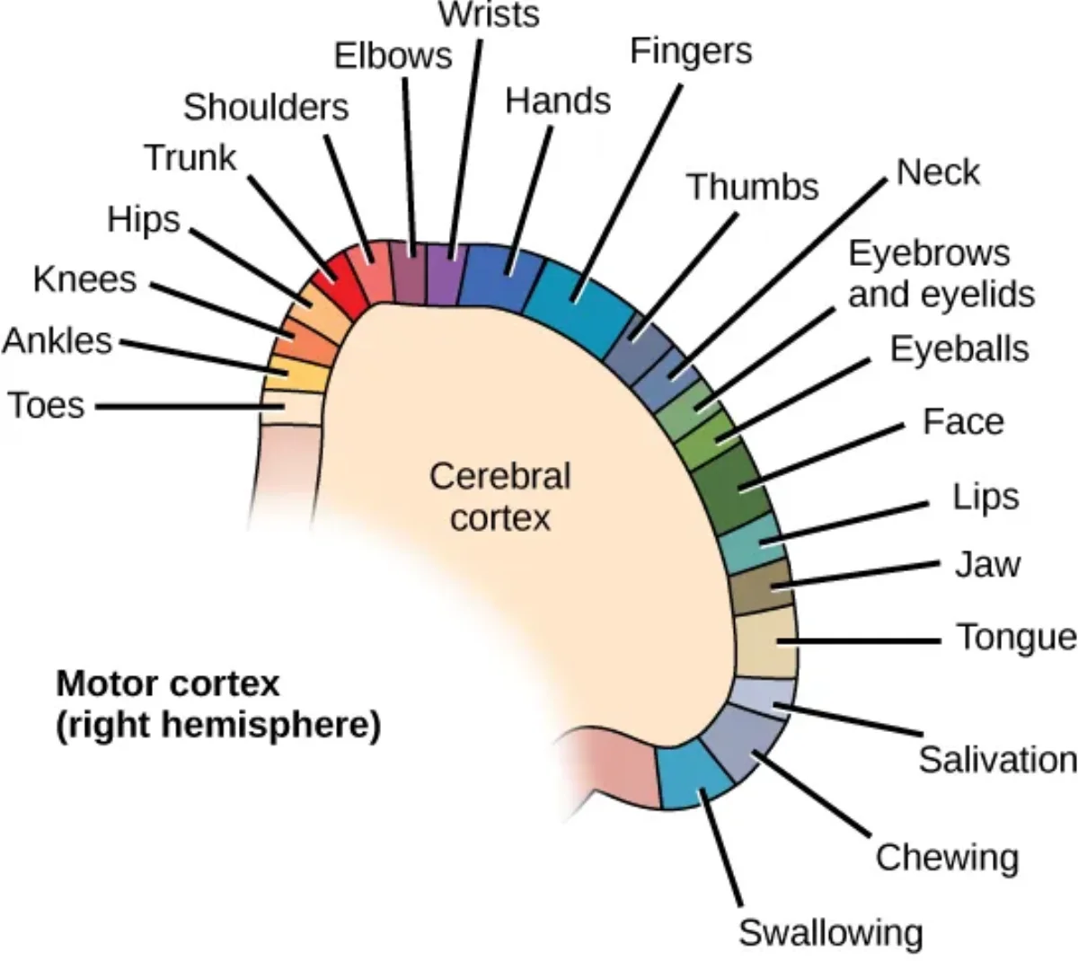 The motor cortex homunculus showing the proportional representation of different body parts in the primary motor cortex, with hands and face having the largest areas