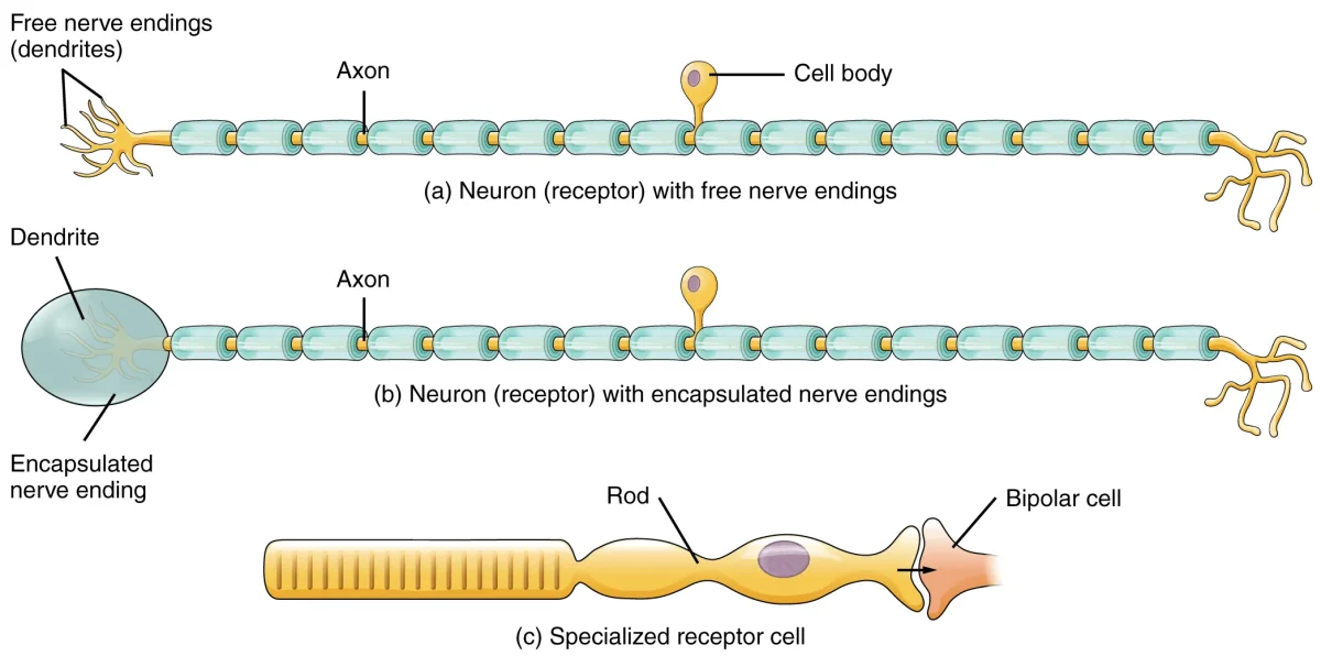 Classification of sensory receptors by stimulus type, including mechanoreceptors, thermoreceptors, nociceptors, chemoreceptors, and photoreceptors, with examples of each