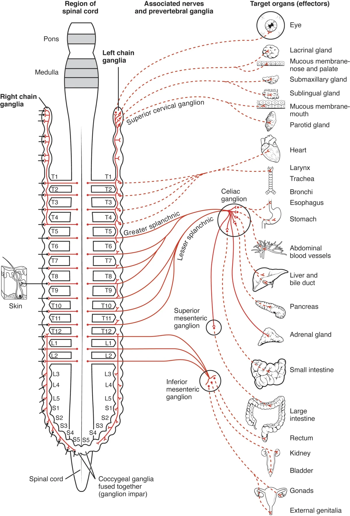 Diagram showing sympathetic division with short preganglionic neurons from the thoracolumbar spinal cord synapsing at paravertebral ganglia, and long postganglionic fibers reaching target organs
