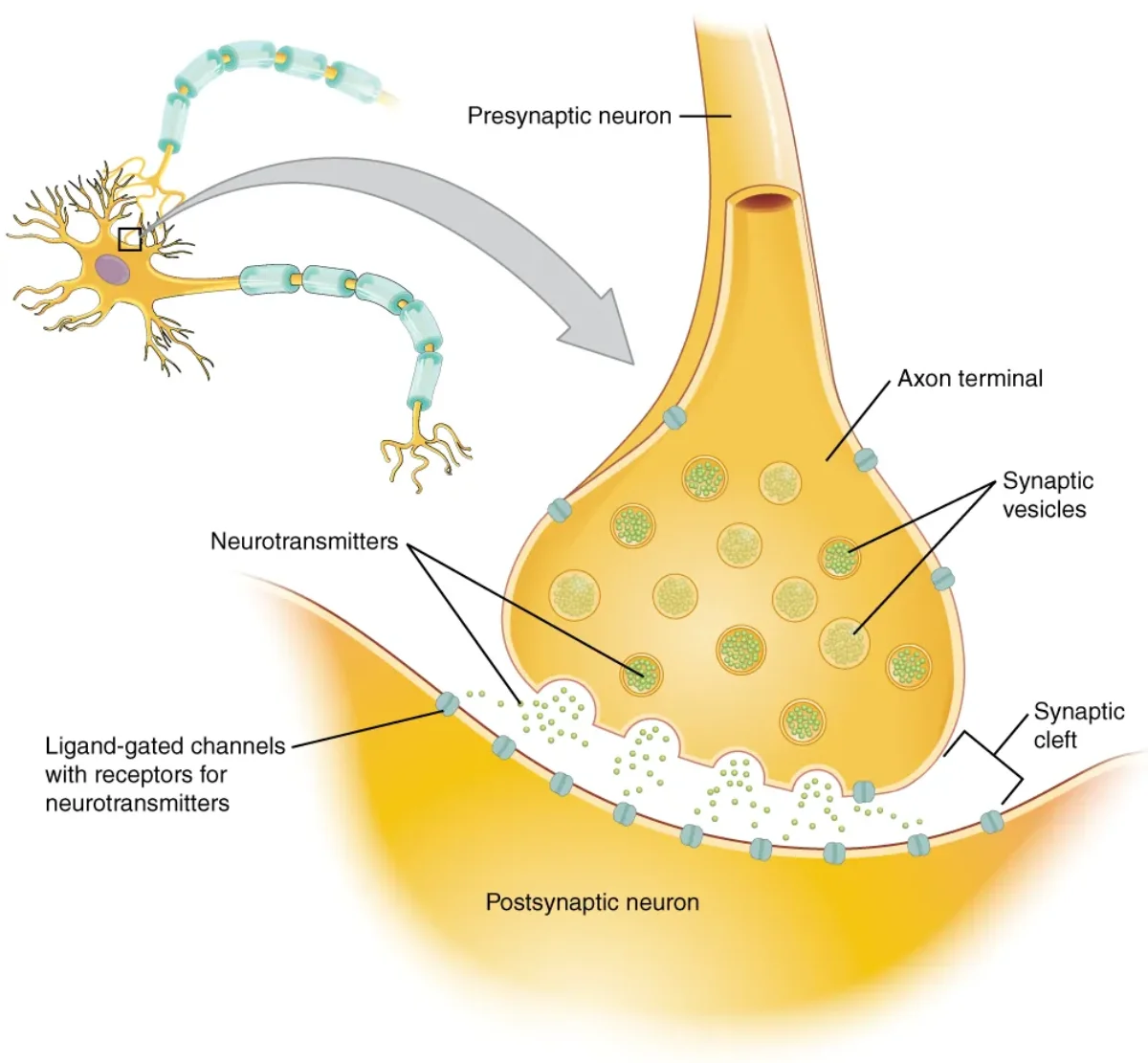 Diagram of a chemical synapse showing the presynaptic terminal with vesicles, the synaptic cleft, and the postsynaptic membrane with receptors