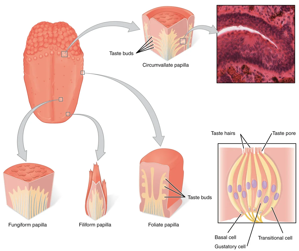 The tongue showing different types of papillae and an enlarged view of a taste bud with taste receptor cells, supporting cells, and gustatory nerve fibers
