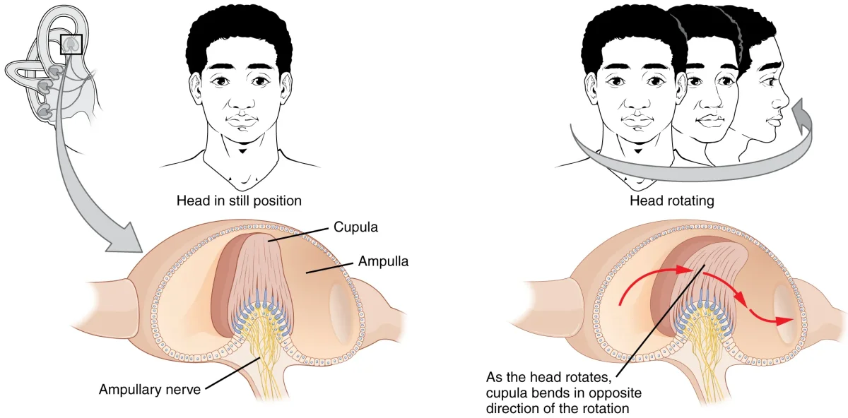 Labeled diagram of the vestibular system showing three semicircular canals oriented in different planes with ampullae and hair cells, plus the utricle and saccule containing otoliths on hair cell beds