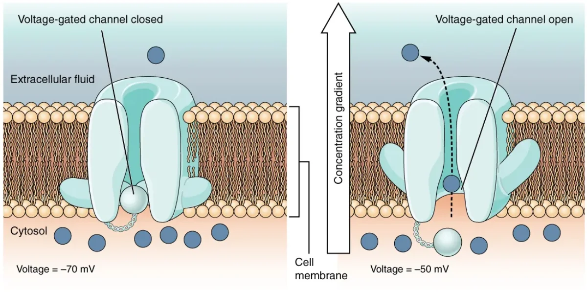 Diagram showing voltage-gated sodium and potassium channels in their closed, open, and inactivated states during changes in membrane potential