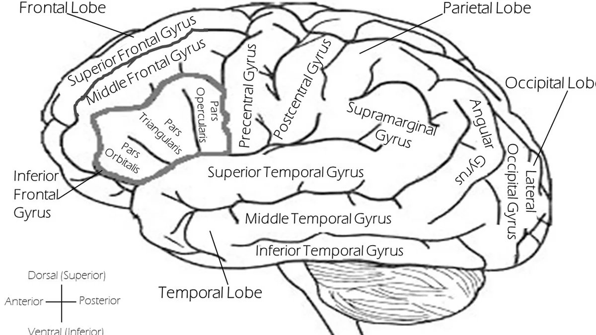 Labeled brain diagram showing the frontal, parietal, temporal, and occipital lobes along with major gyri and anatomical regions