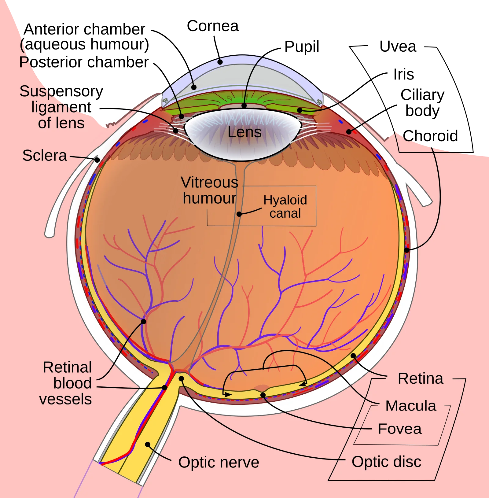 Labeled cross-section of the human eye showing the cornea, iris, pupil, lens, vitreous body, retina, fovea, and optic nerve