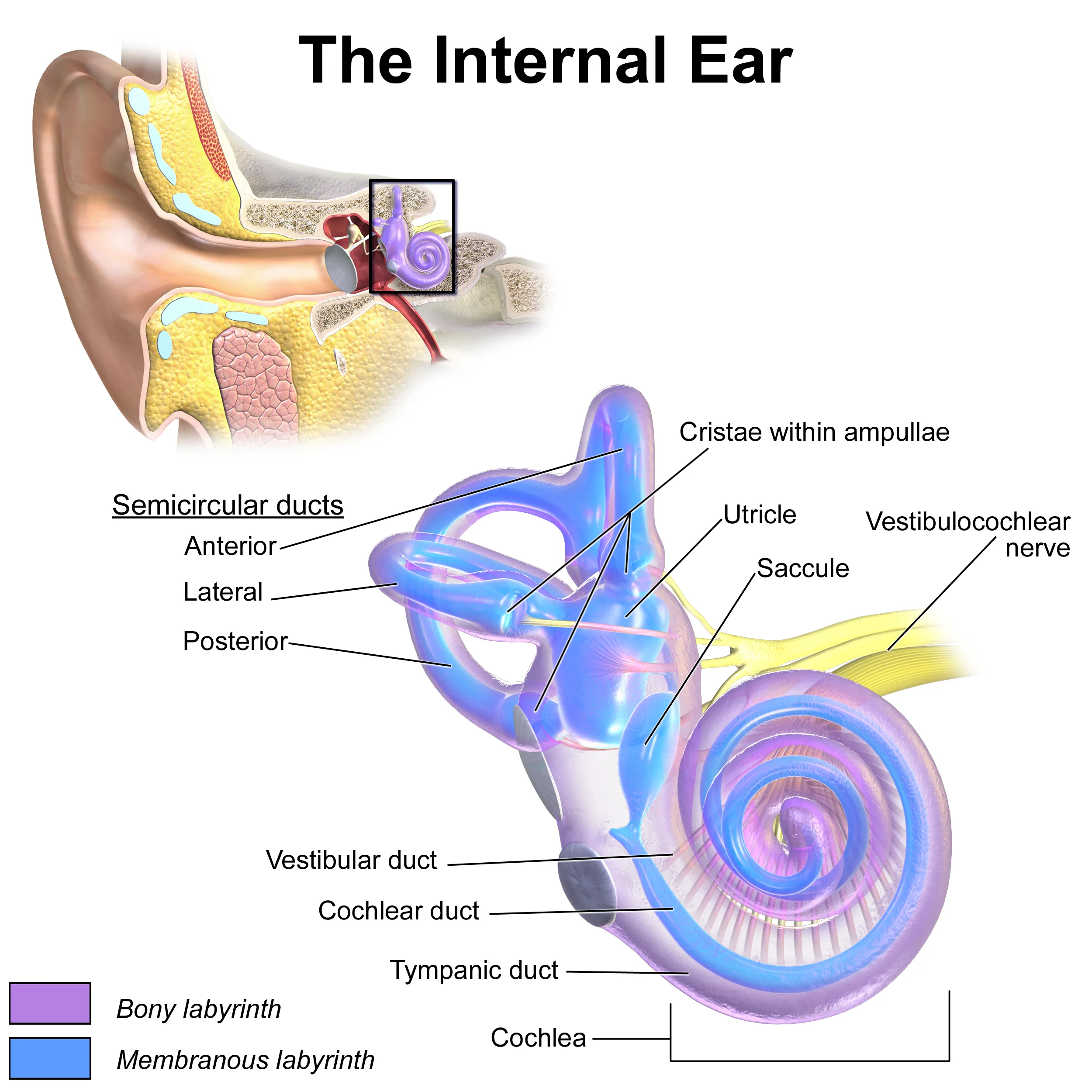 Labeled diagram of the inner ear showing the cochlea, semicircular canals, vestibular nerve, and cochlear nerve