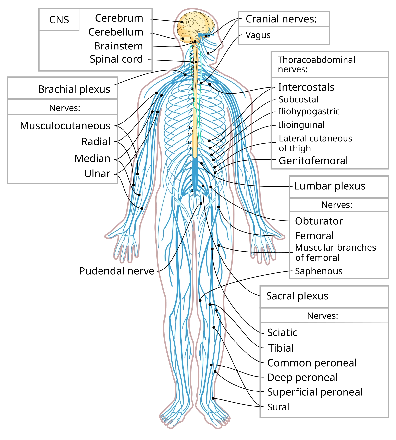 Labeled diagram of the human nervous system showing the brain, spinal cord, and peripheral nerve branches
