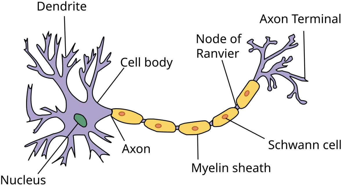 Simplified neuron diagram showing dendrites, cell body, nucleus, axon, myelin sheath, Schwann cells, nodes of Ranvier, and axon terminal