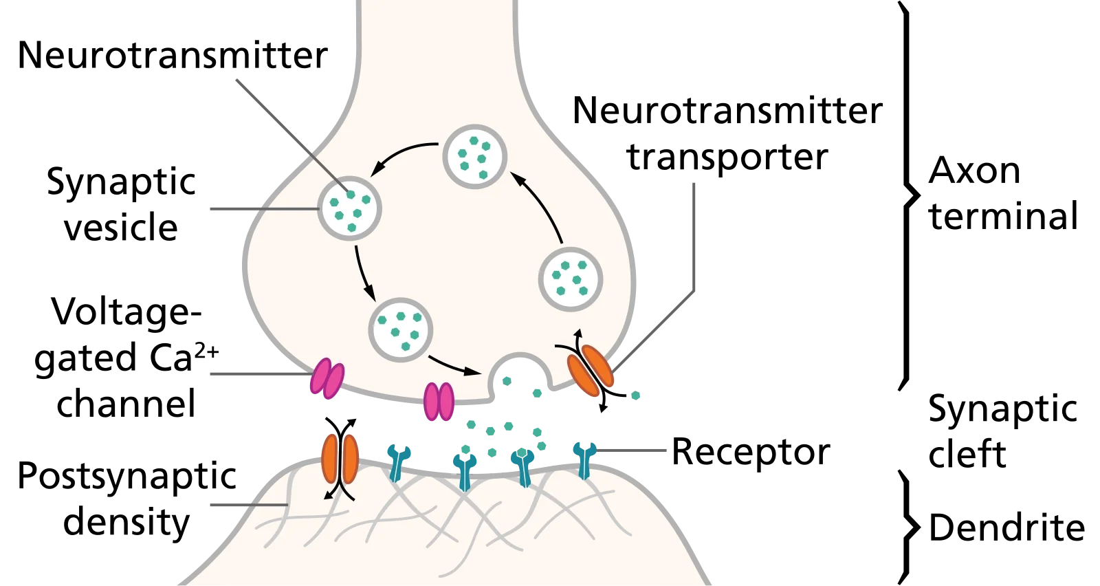 Labeled diagram of a chemical synapse showing presynaptic terminal, synaptic vesicles, neurotransmitters in the synaptic cleft, and postsynaptic receptors