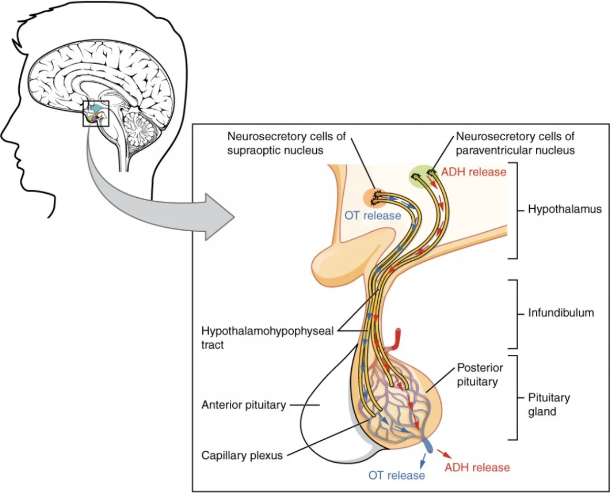 Diagram showing the posterior pituitary complex with neurosecretory neurons extending from the hypothalamus into the posterior pituitary, where oxytocin and ADH are stored in axon terminals and released into capillaries