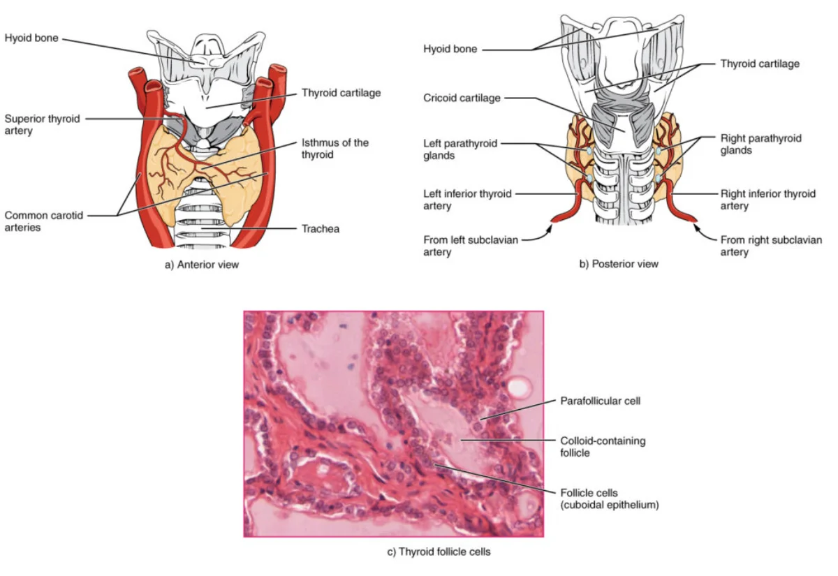 Anterior view of the thyroid gland showing its two lobes connected by the isthmus, wrapped around the trachea, with the parathyroid glands visible on the posterior surface and a histological inset showing thyroid follicles filled with colloid