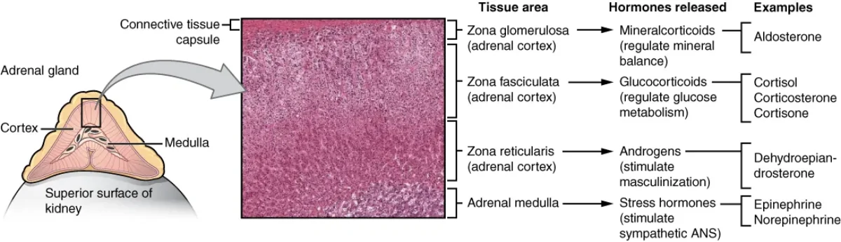 Cross-section diagram of an adrenal gland showing the three cortex zones (zona glomerulosa, zona fasciculata, zona reticularis) surrounding the inner adrenal medulla, with hormones produced by each layer labeled
