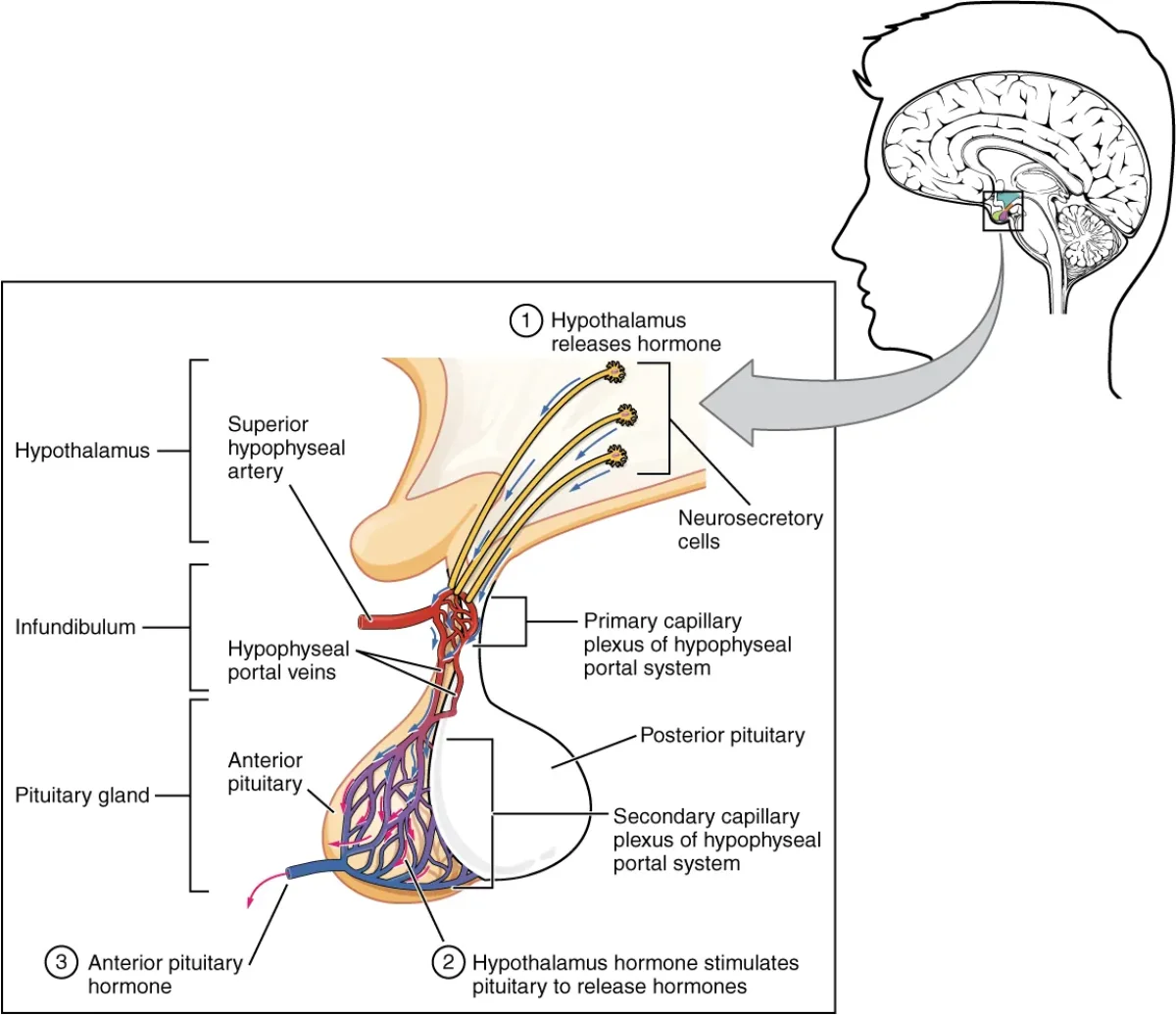 Diagram of the hypophyseal portal system showing hypothalamic releasing hormones traveling through portal vessels to stimulate specific cell types in the anterior pituitary