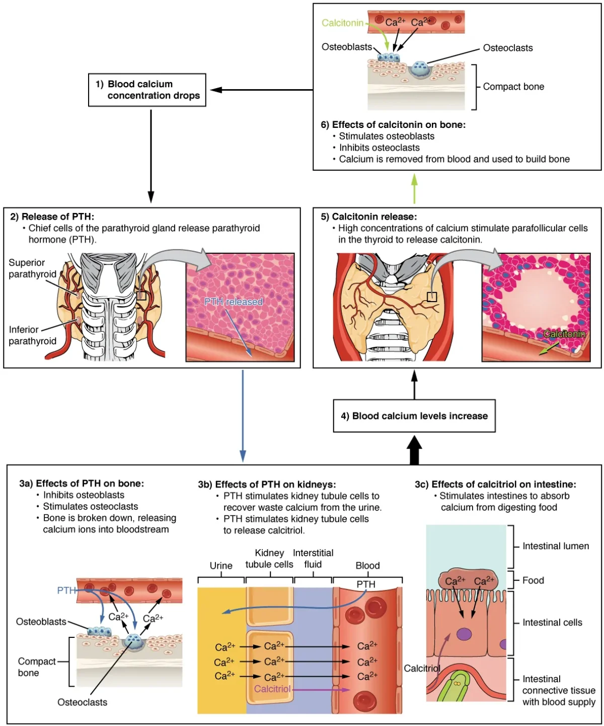 Diagram showing calcium homeostasis with PTH raising blood calcium via bone resorption, kidney reabsorption, and vitamin D activation, while calcitonin lowers blood calcium by promoting bone deposition
