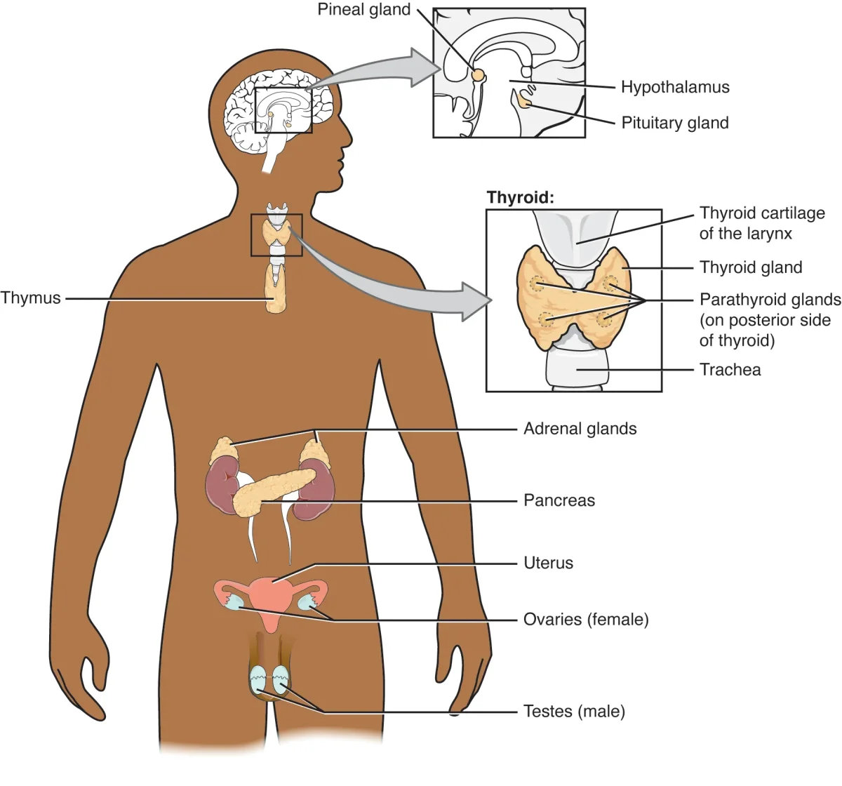 Human body diagram showing the locations of all major endocrine glands including the hypothalamus, pituitary, thyroid, parathyroids, adrenals, pancreas, ovaries, and testes