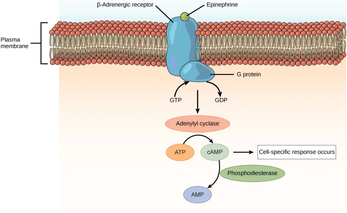 Detailed diagram of the G-protein coupled receptor signaling cascade showing hormone binding, G-protein activation, adenylyl cyclase activation, cAMP production, and protein kinase activation with amplification at each step