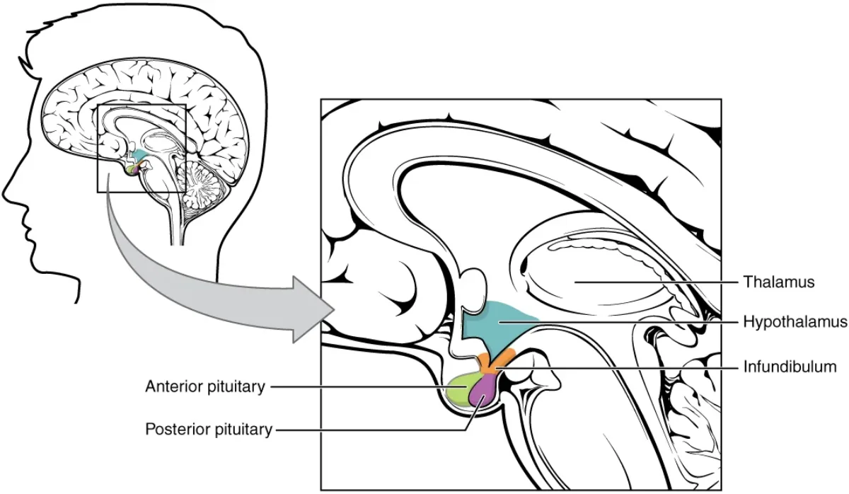 Anatomical diagram of the hypothalamus-pituitary complex showing the connection between the hypothalamus and both the anterior and posterior pituitary gland