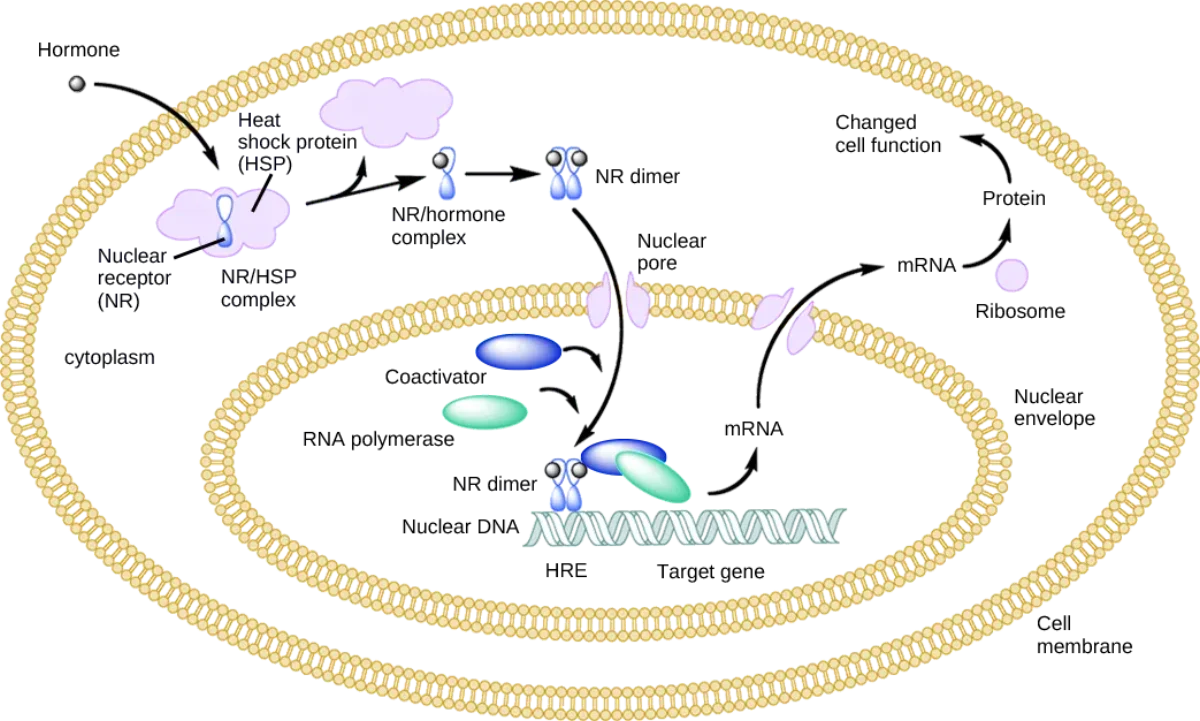 Diagram showing a lipid-soluble hormone entering a cell, dissociating from a heat shock protein, binding to a nuclear receptor, and the complex acting as a transcription factor on DNA