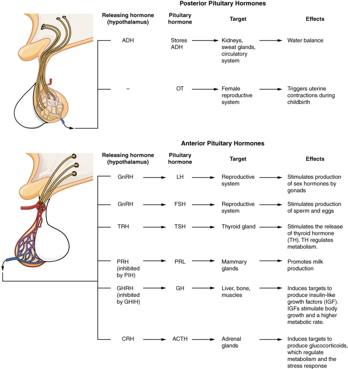 Table showing all major anterior and posterior pituitary hormones, their target organs, and their primary effects