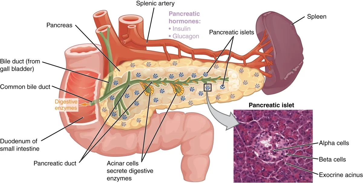 Diagram of the pancreas showing its anatomy with a magnified view of an islet of Langerhans, identifying alpha cells (glucagon), beta cells (insulin), and delta cells (somatostatin)