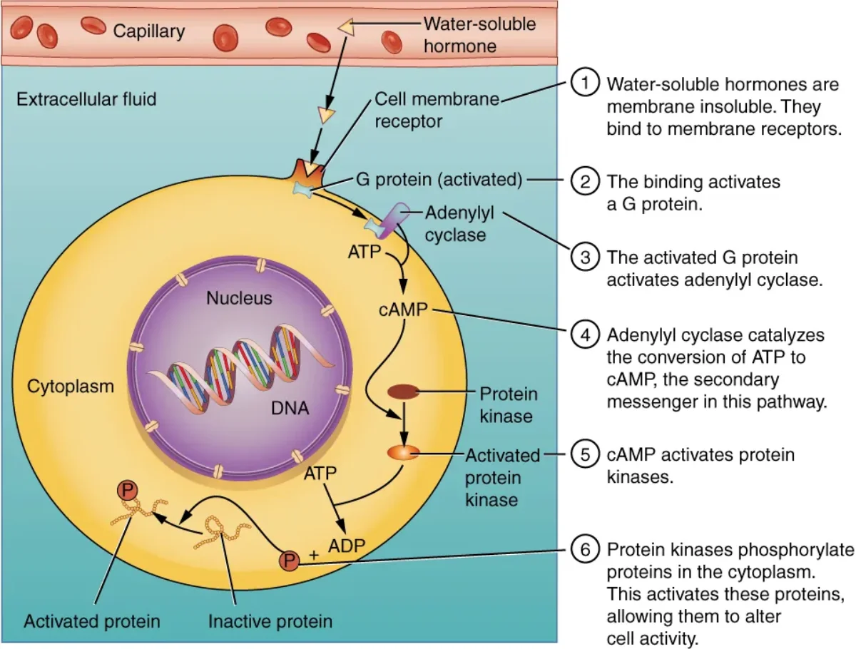 Diagram showing water-soluble peptide hormone binding to a cell surface receptor, activating a G-protein, which activates adenylyl cyclase to produce cAMP as a second messenger inside the cell