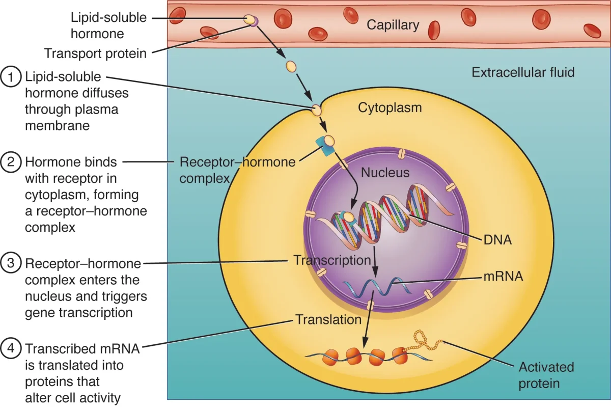 Diagram showing a lipid-soluble steroid hormone crossing the cell membrane, binding to an intracellular receptor, and the hormone-receptor complex entering the nucleus to alter gene transcription