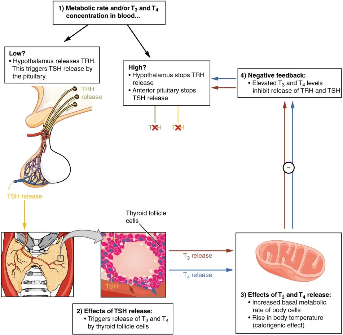 Diagram showing the thyroid hormone negative feedback loop: hypothalamus releases TRH, stimulating TSH from the anterior pituitary, which stimulates T3 and T4 release from the thyroid, which feeds back to inhibit both TRH and TSH