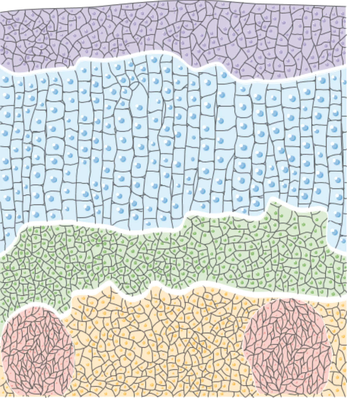 Medical illustration of the adrenal gland showing the cortex zones and medulla with cell type labels