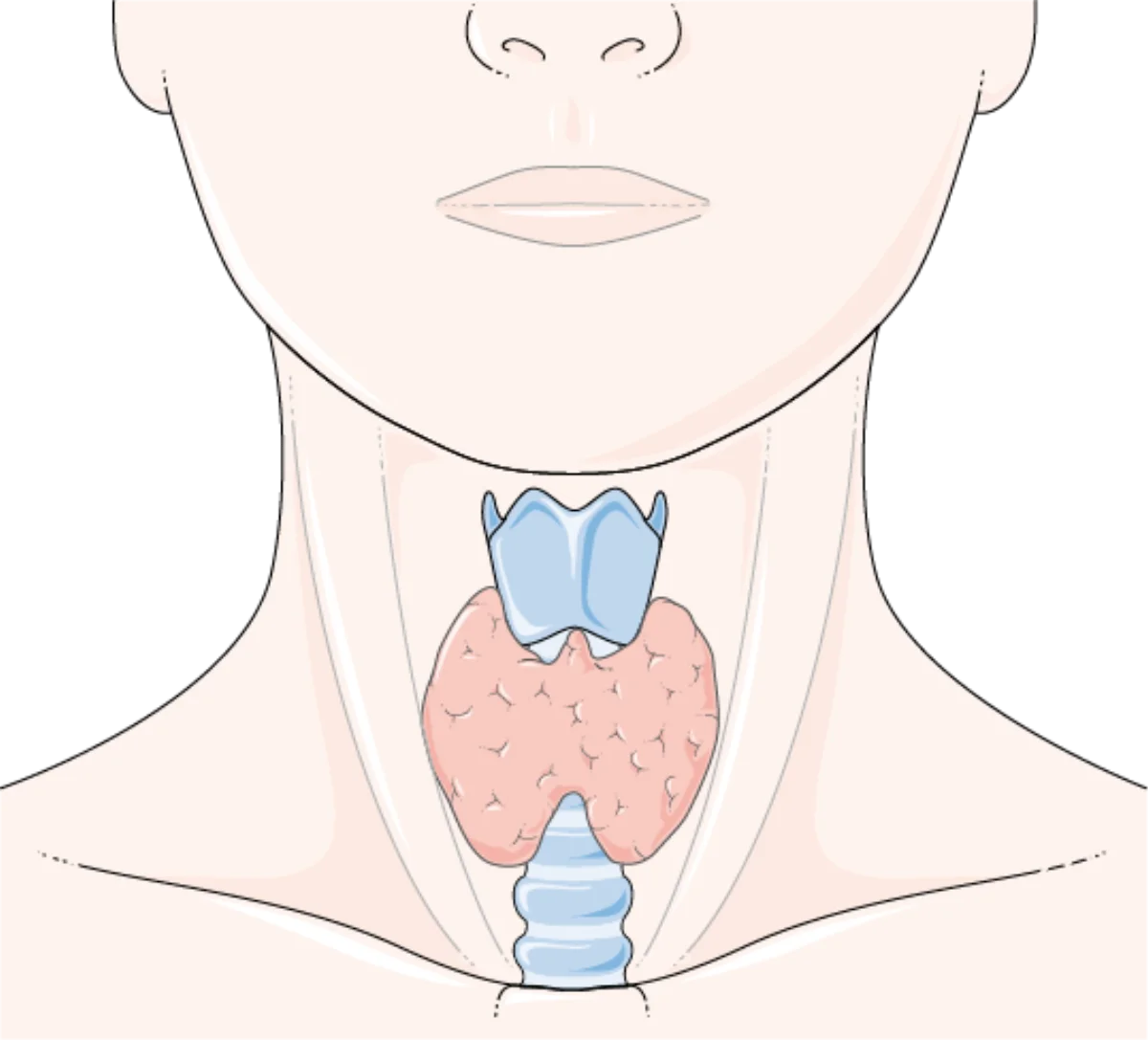 Medical illustration of the thyroid gland showing its butterfly shape wrapped around the trachea in the anterior neck