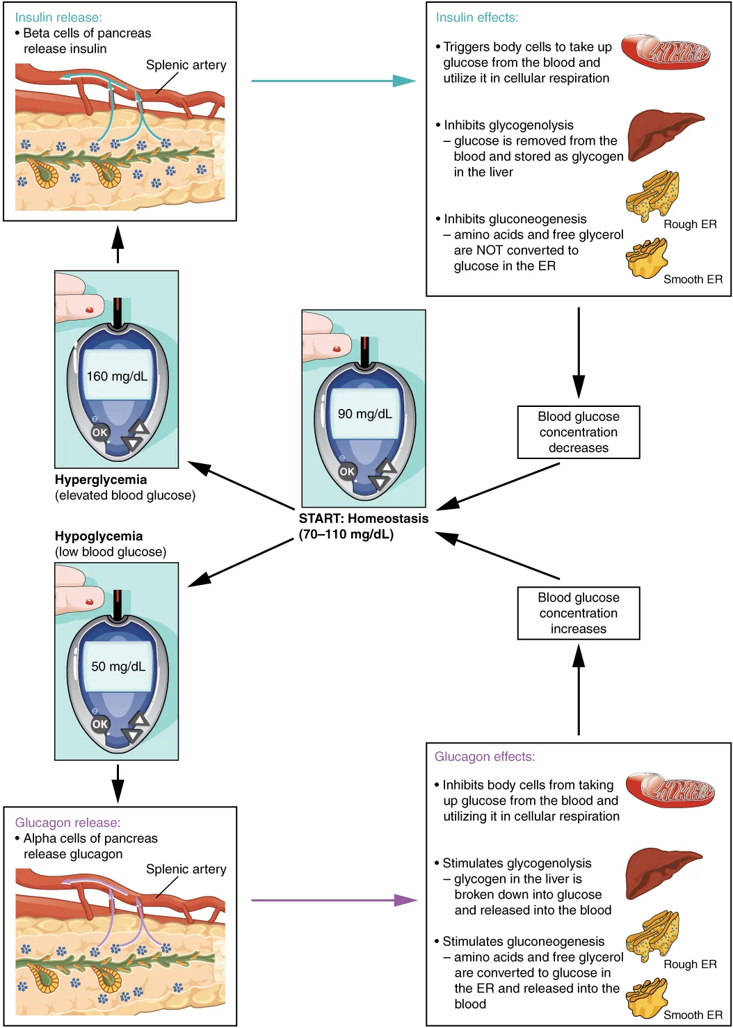 Diagram showing insulin and glucagon maintaining blood glucose homeostasis through negative feedback with the pancreas and liver