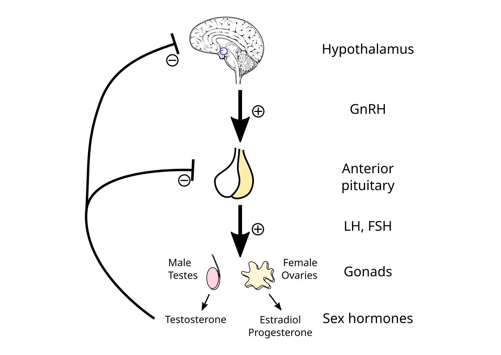 HPG axis feedback diagram showing hypothalamus releasing GnRH, pituitary releasing FSH/LH, gonads producing sex hormones, with negative feedback loops