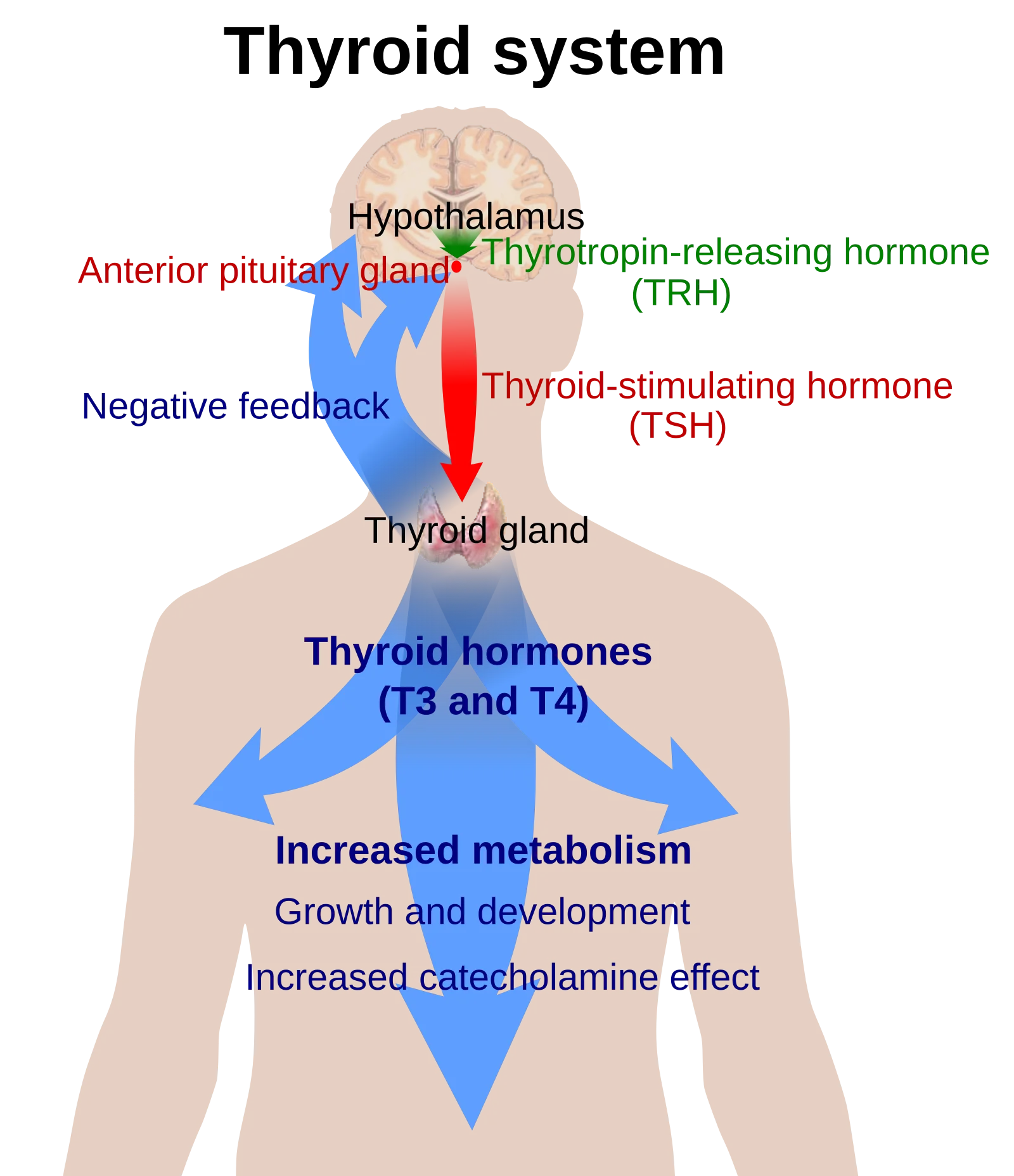 Diagram of the hypothalamus-pituitary-thyroid axis showing TRH, TSH, and T3/T4 feedback pathways
