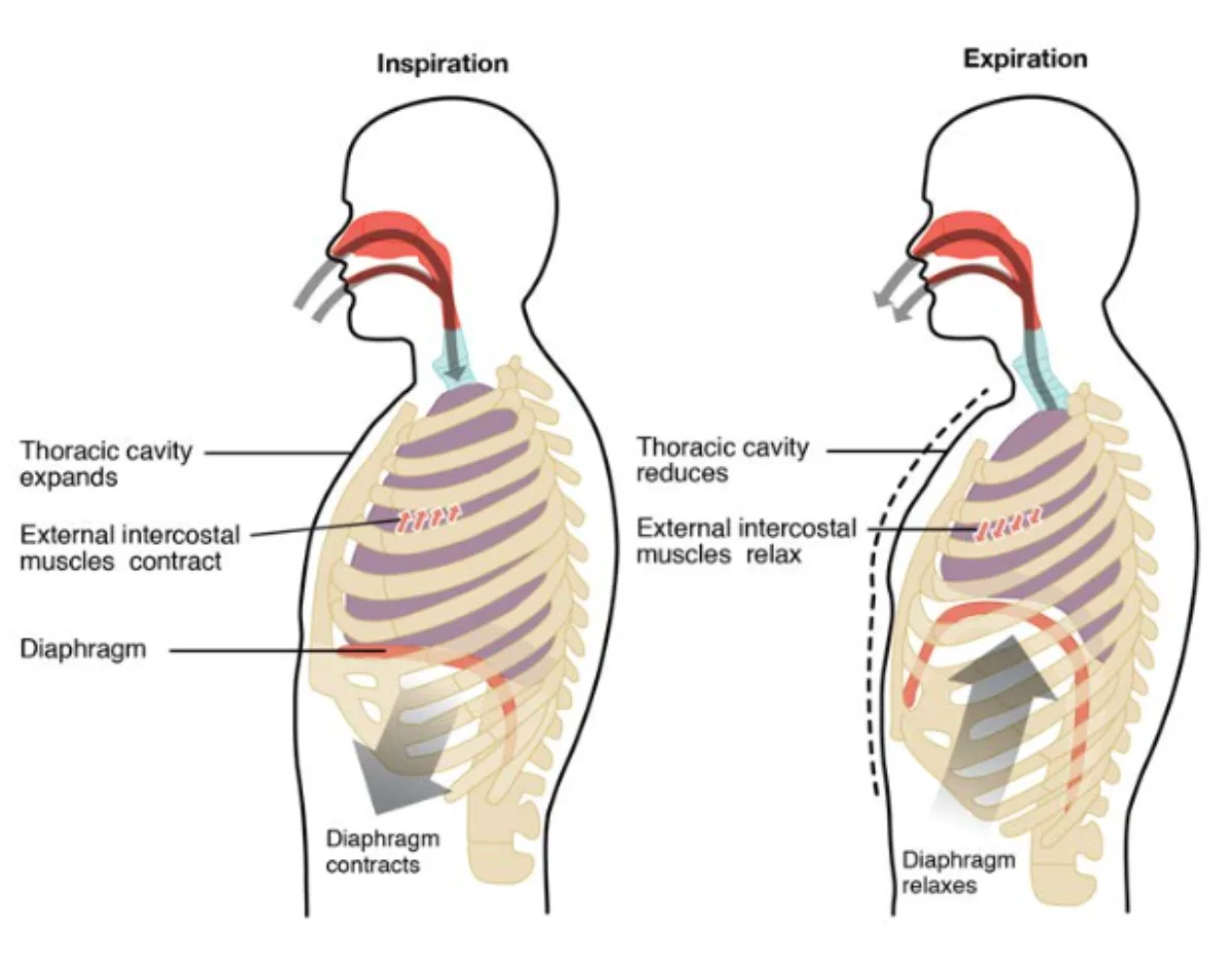 Detailed illustration of the diaphragm and rib cage positions during inspiration and expiration, showing the bucket-handle motion of the ribs