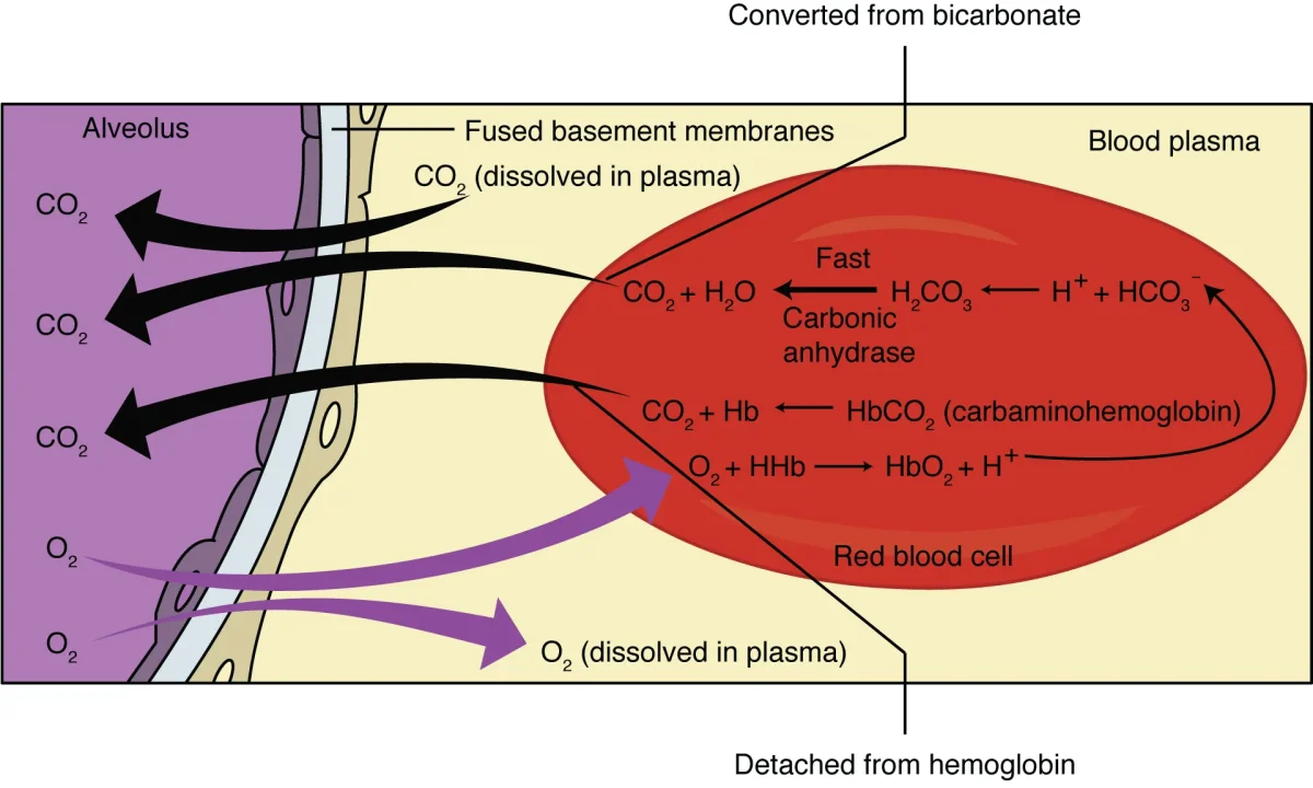 Diagram showing gas exchange at the alveolar capillary interface, with CO2 entering the red blood cell and being converted to bicarbonate by carbonic anhydrase, while O2 diffuses into the blood