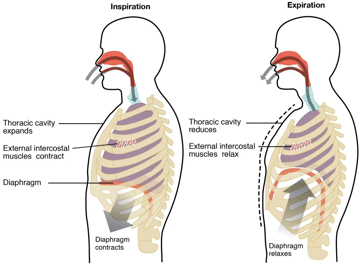 Diagram showing the mechanics of inspiration and expiration, with diaphragm and intercostal muscle positions during each phase, and corresponding pressure changes