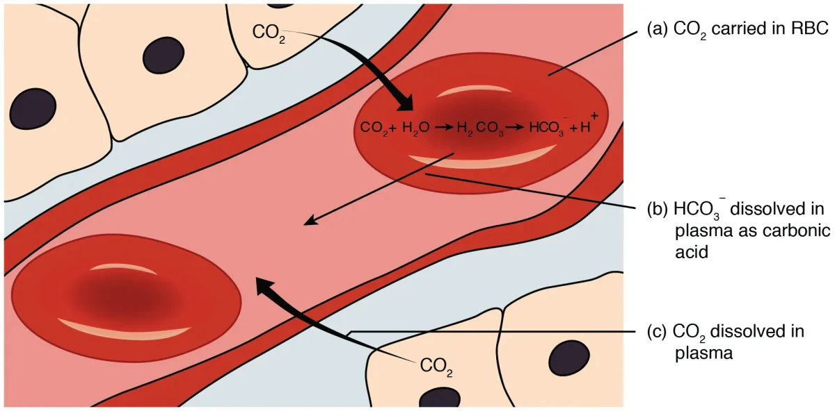Diagram showing the three mechanisms of CO2 transport in blood: dissolved in plasma, as bicarbonate ions, and bound to hemoglobin as carbaminohemoglobin, with the chloride shift and carbonic anhydrase reaction illustrated