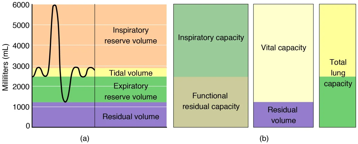 Spirometry tracing showing tidal volume, inspiratory reserve volume, expiratory reserve volume, residual volume, vital capacity, total lung capacity, and functional residual capacity