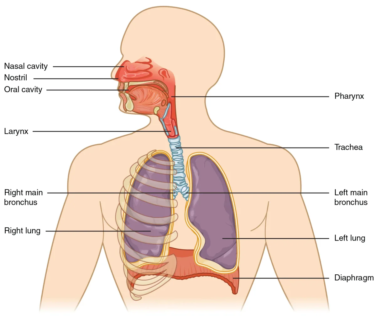 Overview of the respiratory system showing the nasal cavity, pharynx, larynx, trachea, bronchi, bronchioles, and lungs with detailed labeling of upper and lower respiratory tract structures