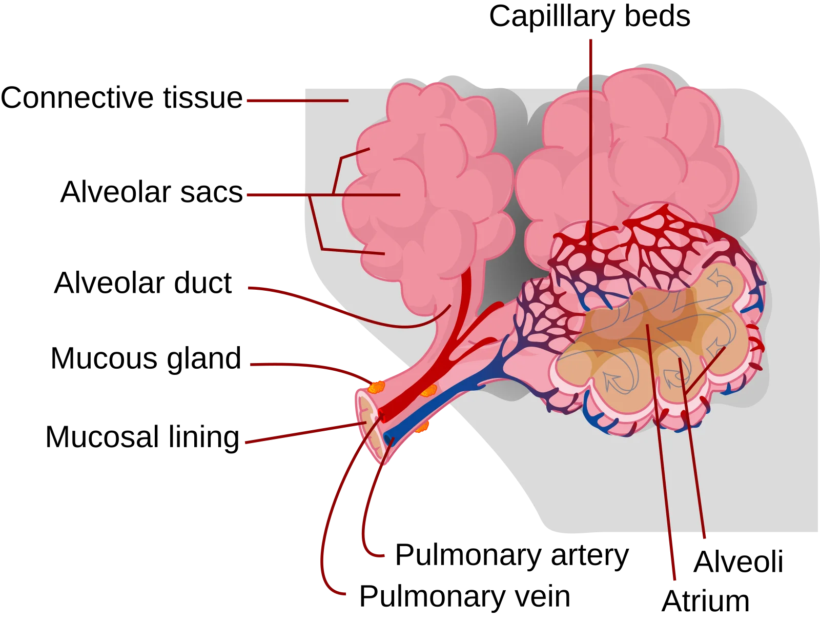 Labeled diagram of an alveolus showing its structure, surrounding capillaries, and the respiratory membrane