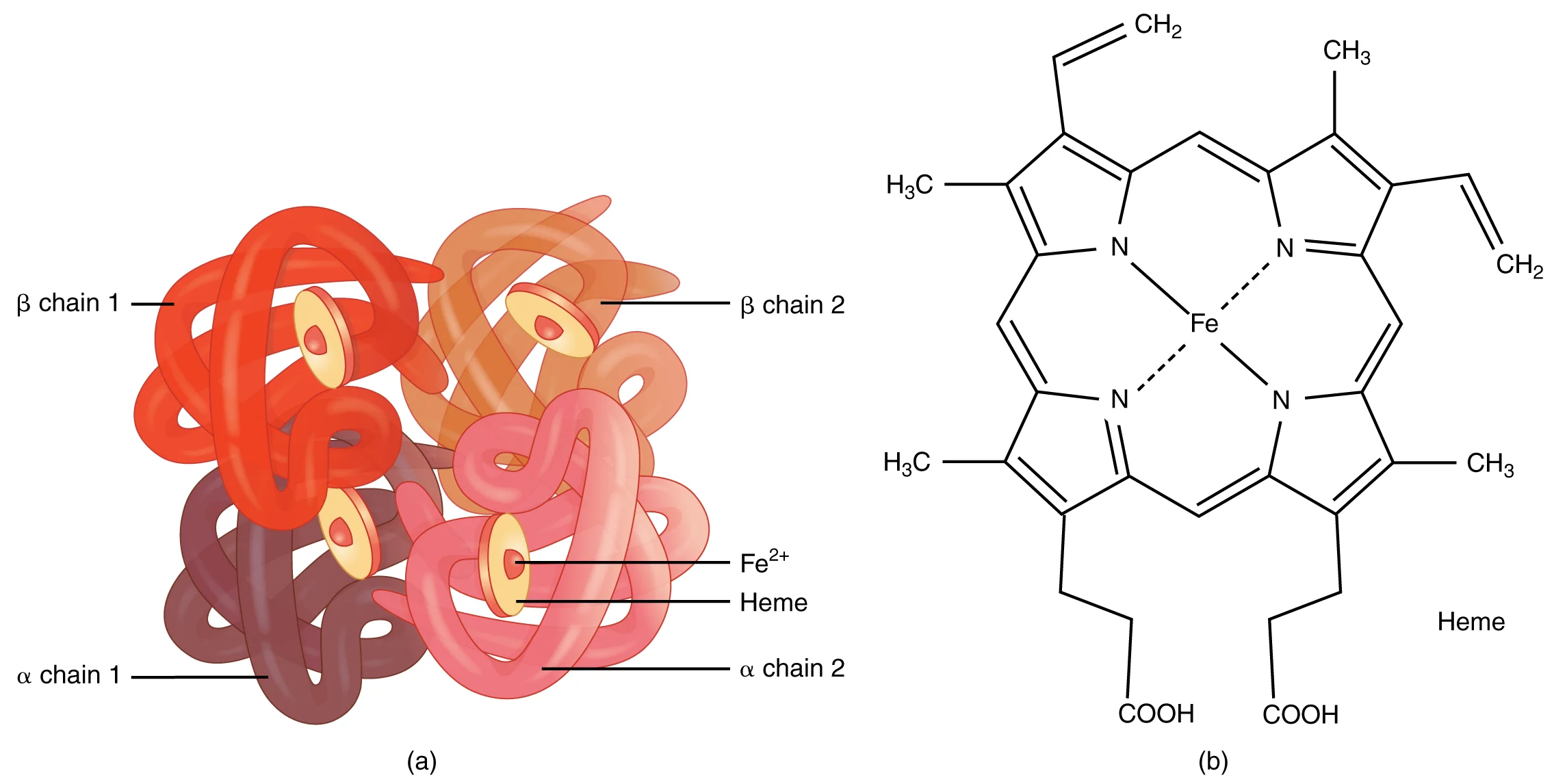 Labeled diagram of hemoglobin showing four polypeptide subunits (two alpha and two beta chains), each containing a heme group with a central iron atom that binds oxygen