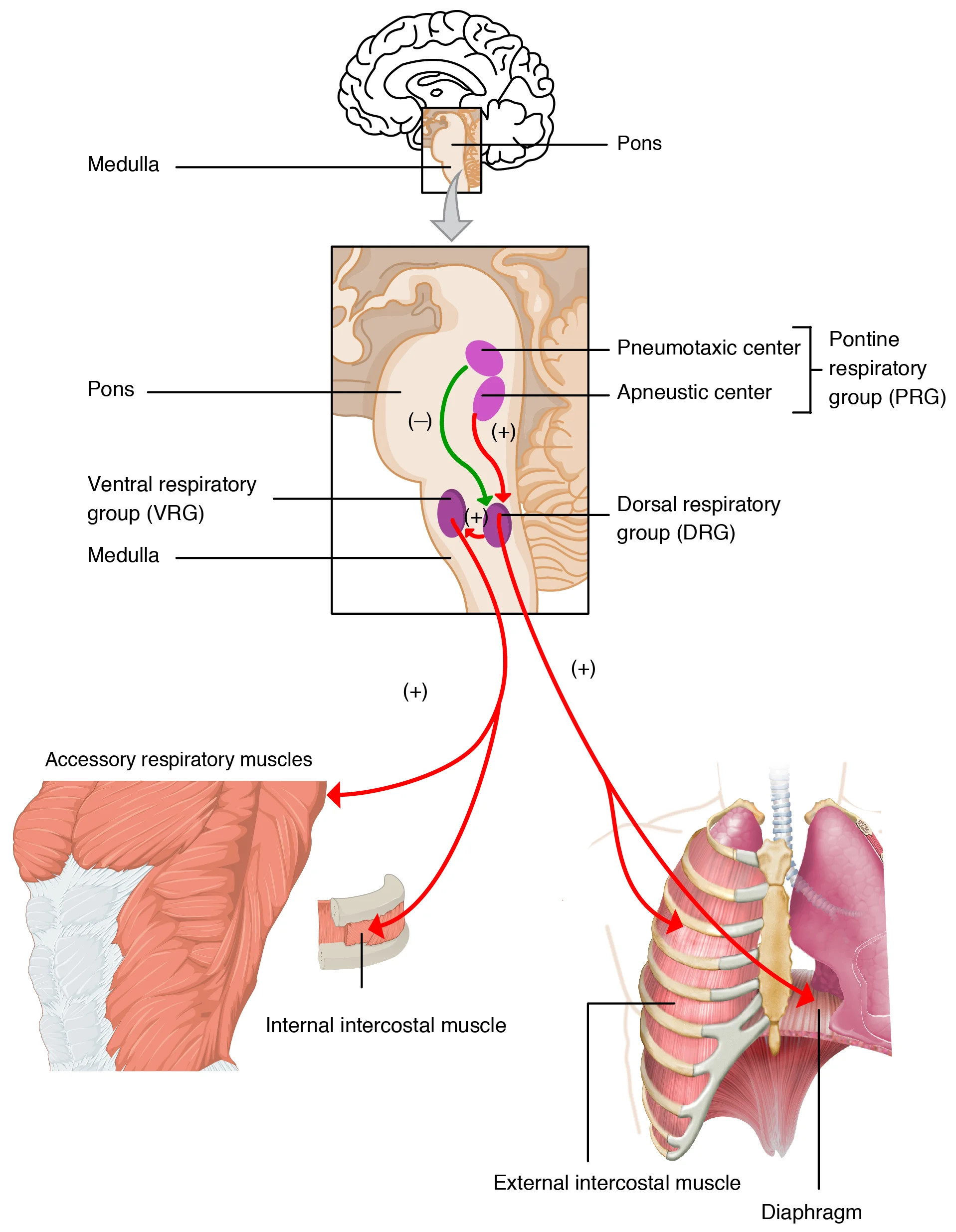 Brainstem respiratory centers diagram showing the pons (pneumotaxic and apneustic centers) and medulla (dorsal and ventral respiratory groups) with pathways to the diaphragm