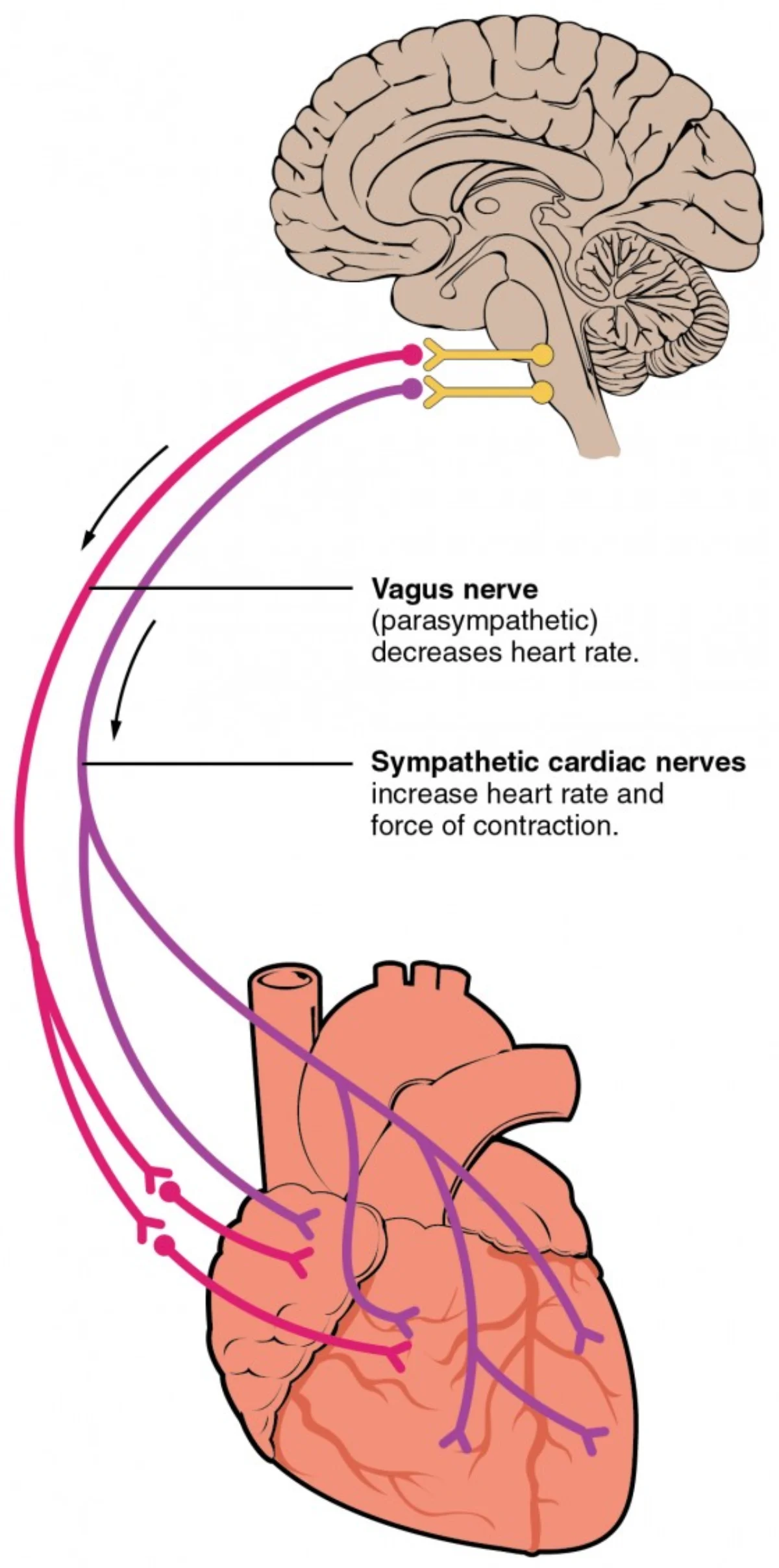 Diagram showing sympathetic and parasympathetic nervous system connections to the heart, with the vagus nerve providing parasympathetic input and cardiac accelerator nerves providing sympathetic input