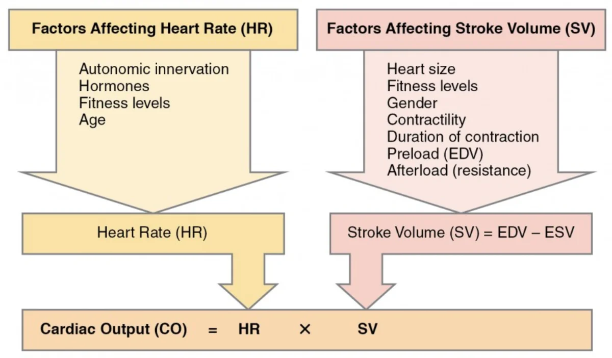 Diagram showing the factors that determine cardiac output including heart rate and stroke volume, with preload, contractility, and afterload affecting stroke volume