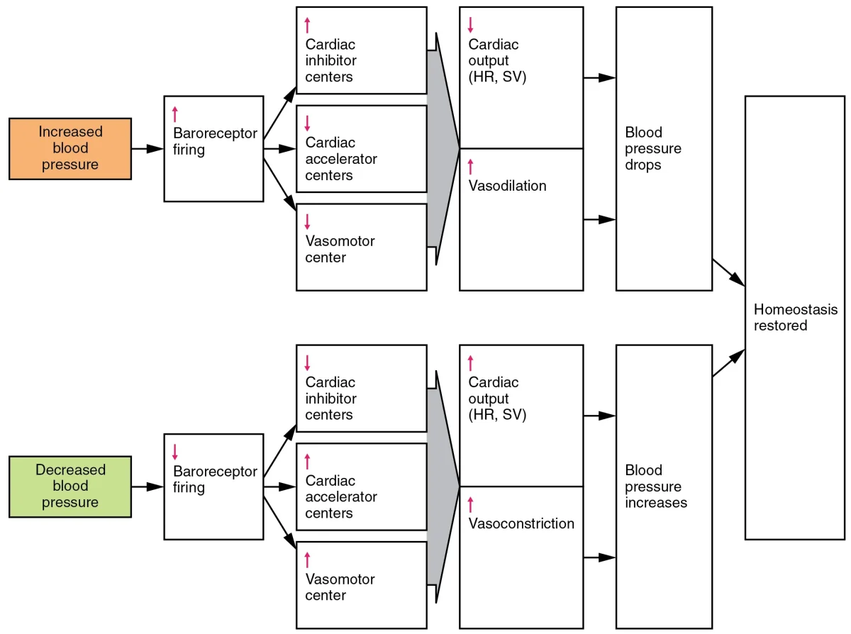 Flowchart showing the baroreceptor reflex response to both increased and decreased blood pressure, including the sympathetic and parasympathetic responses